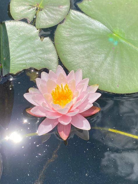 Friends Couple, Couple Romance, Nothing But Flowers, Flower Therapy, Pretty Plants, Beautiful Flowers Pictures, Mini Canvas, Water Lily, Lily Flower