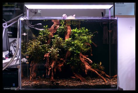 Aquascape Design, Mini Aquarium, Gardens Of Babylon, Aquarium Landscape, Betta Tank, Nature Aquarium, Aquascape Aquarium, Small Tank, Aquarium Fish Tank