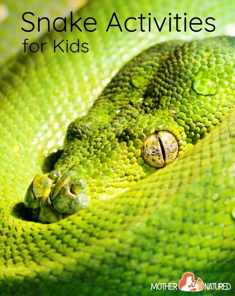 Snake Activities for Kids Preschool Reptile Activities, Snake Activities For Kids, Reptile Activities For Kids, Snake Games For Kids, Snake Facts For Kids, Snake Science, Reptile Activities, Snake Activities, Childcare Experiences