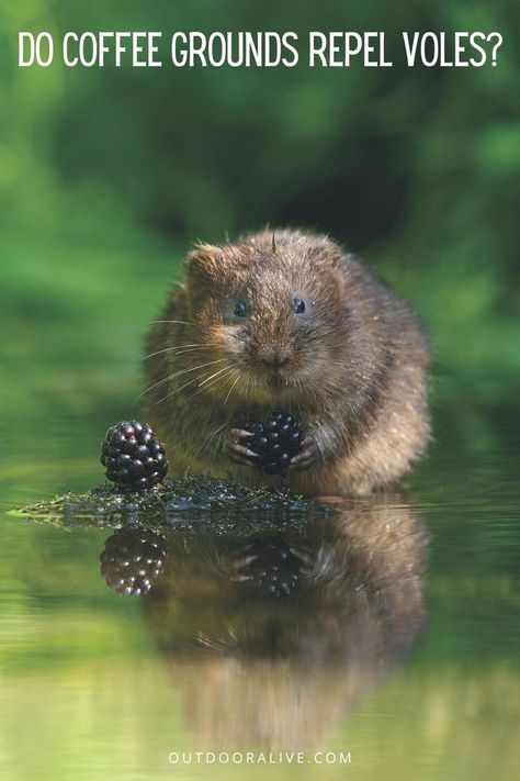 Water Vole, Tattoo Nature, British Wildlife, Animal Sketches, Hamsters, Animal Tshirt, Animal Wallpaper, Animal Planet, Animal Photo