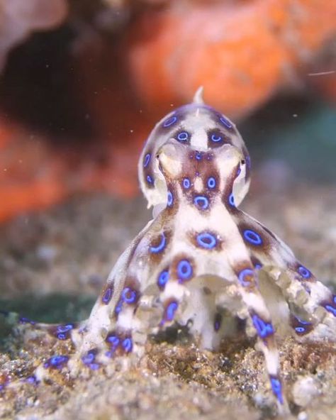 Ocean Life on Instagram: "The ocean is home to an array of captivating creatures, each with distinct characteristics that highlight the diversity of marine life. From vibrant octopuses to tiny seahorses, these ocean inhabitants remind us of the wonders hidden beneath the waves.

Thanks to @jacobguy.media for capturing all these beautiful clips!!💙🌊

1. Pygmy Seahorse 
The pygmy seahorse is a tiny master of disguise, blending seamlessly with coral reefs. Their camouflage ability makes them nearly invisible, protecting them from predators in the colorful reefs where they live.

2. Juvenile Filefish
Juvenile filefish stand out with their thin, delicate bodies and bold patterns. Their ability to change color helps them blend into their surroundings as they explore coral reefs with curiosity. Turtle Names, Master Of Disguise, Jellyfish Tank, Marine Turtle, Learn To Swim, Coral Reefs, Seahorses, Animal Facts, Ocean Creatures