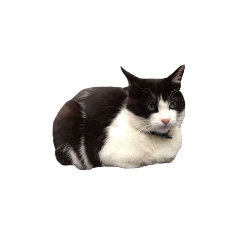 Cat Png Aesthetic, Cute Pngs For Editing, Cat Png Icon, Pngs For Edits, P Png, Collage Cat, Png Collage, Black Cat Png, Collage Png