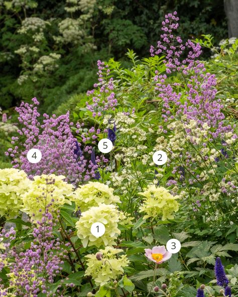 Thalictrum Delavayi, Shady Border, Deep Purple Flowers, Winning Awards, Garden Border, Garden Plan, Hydrangea Garden, Hydrangea Paniculata, Border Plants