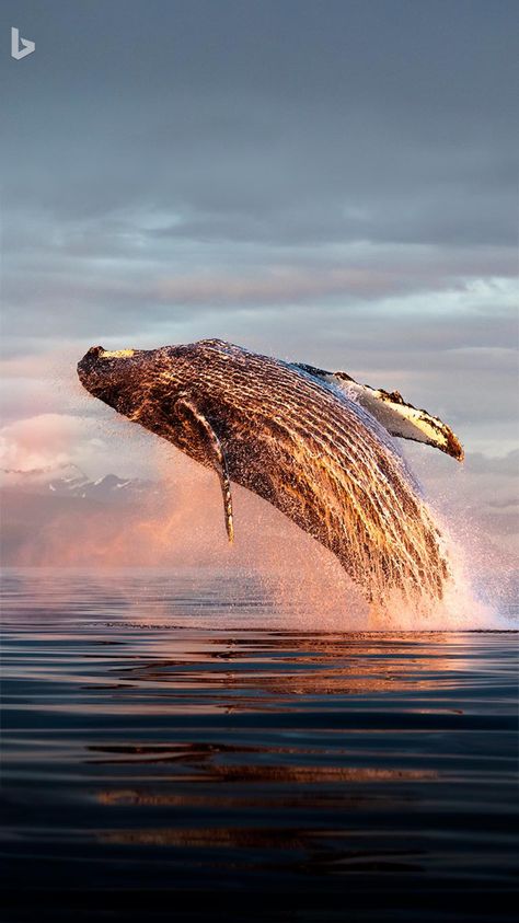 North Pacific Right Whale, Cool Whale Pictures, Humpback Whale Aesthetic, Whale Wallpapers, Whale Photography, Humpback Whale Art, Humpback Whale Breaching, Ocean Creatures Art, Whale Breaching