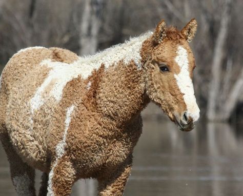 Curly Horse, Majestic Horse, All The Pretty Horses, Horse Crazy, Clydesdale, Pretty Horses, Horse Pictures, Horse Love, Horse Breeds