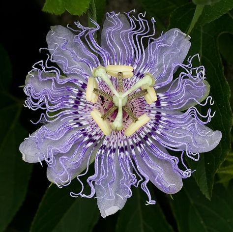 Purple Passionflower-Tennessee State Wildflower. Passiflora Incarnata, Purple Passion Flower, Passion Vine, Passion Flower, Unique Flowers, Exotic Flowers, Bonsai, Hibiscus, Perennials