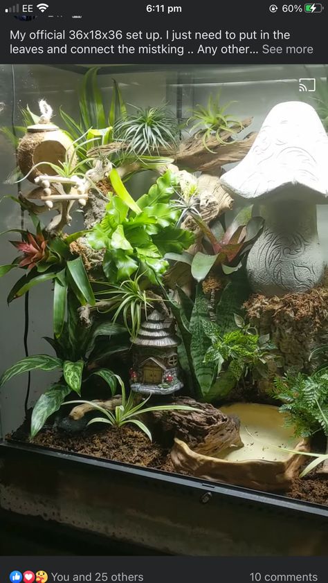 Tree Frog Enclosure Ideas, Spider Terrarium Ideas, Anole Terrarium, Snake Tank Ideas, Frog Terrarium Ideas, Crested Gecko Terrarium Ideas, Crested Gecko Enclosure, Bearded Dragon Tank Setup, Frog Enclosure