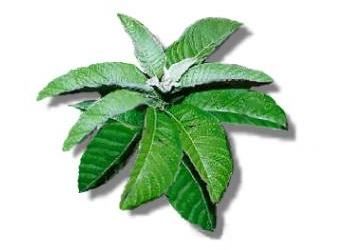 Herbal Medicine Picture: Sambong (Blumea Balsamifera) Sambong Plant, Blumea Balsamifera, Medicine Pictures, Kidney Stone, Medicinal Herb, Herbal Plants, Home Health Remedies, F U, Medicinal Herbs