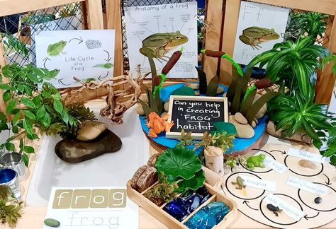 Frog Provocation, Froggy Goes To School, Forest Playground, Pond Habitat, Science Table, Frog Habitat, Preschool Program, Flisat Table, Summer Reception