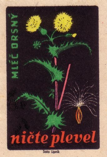 Sow Thistle, Postage Stamp Design, Matchbox Label, Matchbook Art, Matchbox Art, Postage Stamp Art, Z Craft, Stamp Projects, Typography Graphic