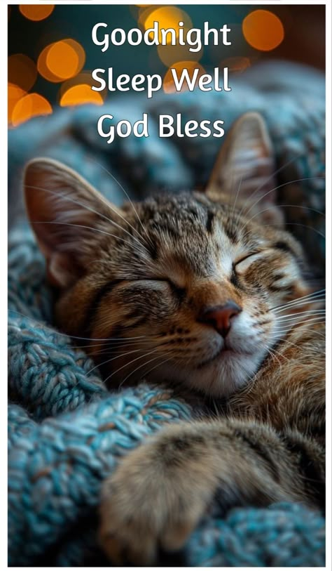 Good Night Blessings Quotes, Cat Poems, Funny Cat Images, Good Night Cat, Blessings Quotes, Beautiful Good Night Quotes, Night Pics, Good Night Funny, Good Night Love Messages