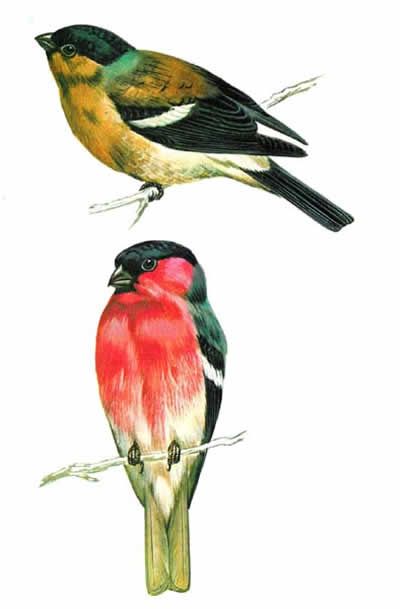 Bullfinch Facts, Habitat & Food | Ark Wildlife UK - Ark Wildlife UK Bird Vector, John Gould, Animal Art Print, Free Illustration Images, Bullfinch, Illustration Vintage, National Gallery Of Art, Pretty Birds, Bird Illustration