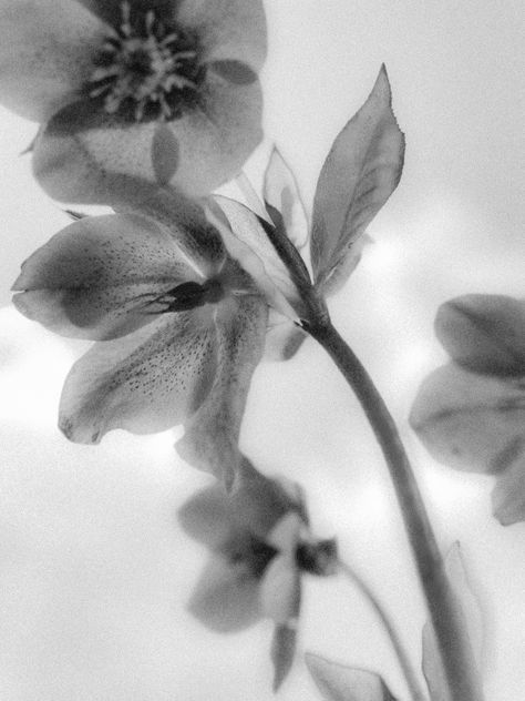 Hellebores by Hannah Earnshaw. Garden photography monochrome. Black and white. Ethereal Art Black And White, Soft Black And White Aesthetic, White Ethereal Aesthetic, Aesthetic Art Black And White, Monochrome Moodboard, Liana Flores, White Ethereal, Monochrome Aesthetic, Photography Monochrome