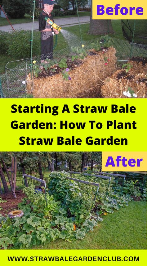 Garden Growth, Gardening,  SBG method, Straw Bale Garden, Bigger Plants, Better Yields- Straw Bale Gardening Method, Straw Bale Gardening, Howto_Start_Straw_Bale_Garden, What is Straw Bale Gardening Hay Bale Gardening, Strawbale Gardening, Straw Bale Garden, Fruits Plants, Straw Bale Gardening, Vegetable Planters, Straw Bale, Straw Bales, Gardening Techniques