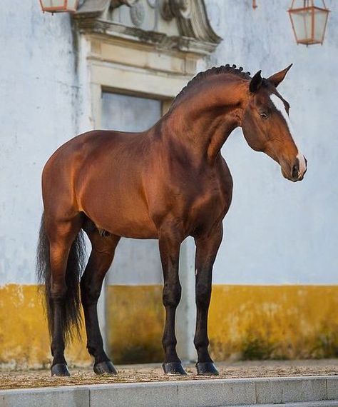 Lusitano Dressage, Grooming Horse, Horse Trails, Horse Nutrition, Horse Behavior, Photography Horse, Lusitano Horse, Racing Horse, Horse Care Tips