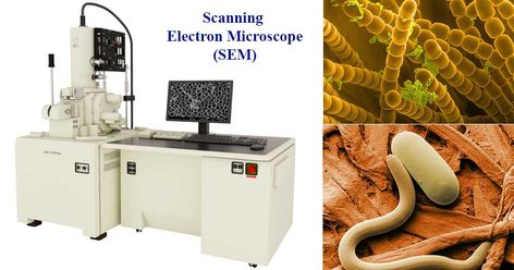 The first Scanning Electron Microscope was initially made by Mafred von Ardenne in 1937 with an aim to surpass the transmission electron Microscope. He used high-resolution power to scan a small raster using a beam of electrons that were focused ... Read more The post Scanning Electron Microscope (SEM)- Definition, Principle, Parts, Images appeared first on Microbe Notes. Microbiology Notes, Scanning Electron Microscope Images, Microscope Images, Electron Microscope Images, Scanning Electron Microscope, Scanning Electron Micrograph, Chemical Analysis, Thermal Heat, Microscopic Images