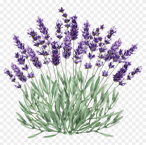 Lavender Png, Lavender Illustration, Bush Drawing, Watercolor Flowers Png, Lavender Art, Lavender Bush, Lavender Watercolor, Flowers Png, Lavender Plant