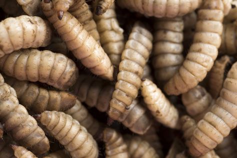 Maggots Aesthetic, Maggot Drawing, Black Soldier Fly, Poultry Feed, Growth And Decay, Chicken Feed, Art Drawings Sketches Pencil, Creepy Crawlies, Square Canvas