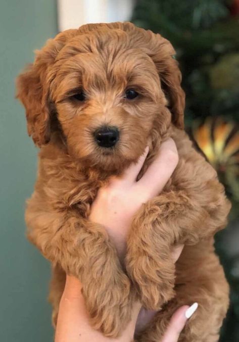 Precious_Doodle_Dogs-Teacup_Goldendoodle_puppies_for_sale-Teacup_Doodle_Dogs-Teacup_Golden_Doodle_puppies-Golden_doodle_puppies_for_sale_near_me-120 Teacup Doodle, Toy Labradoodle, Micro Goldendoodle, Teacup Goldendoodle, Toy Goldendoodle, Mini Labradoodle Puppy, Goldendoodle Miniature, Teacup Poodle Puppies, Labradoodle Puppies For Sale