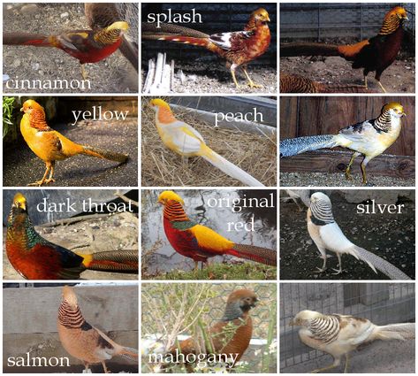 Raising Pheasants, Red Golden Pheasant, Pheasant Farm, Salmon Peach, Golden Pheasant, Red Salmon, Game Birds, Hobby Farms, Pretty Birds