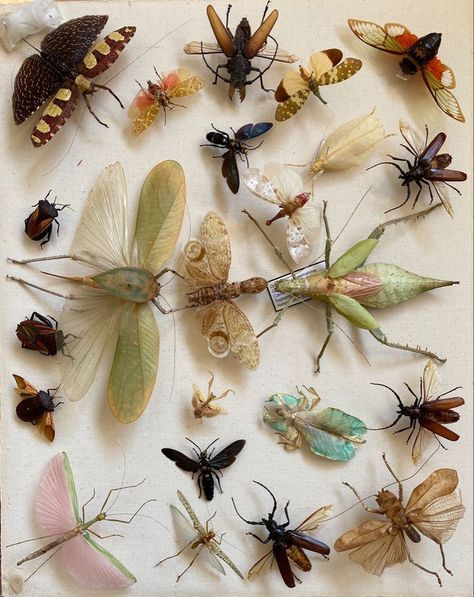 Bug Eyed People, Bug Aethstetic, Bug Core Aesthetic, Bug Pinning Aesthetic, Bugs Aestethic, Bug Collector Aesthetic, Bugs Aesthetics, Aesthetic Beetle, Aesthetic Insects