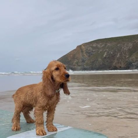 Oaty The Cocker Spaniel | Just watch me growwww 🌱 from baby to bear! 🐾 #babybear #bigbear | Instagram Blond Cocker Spaniel, Cocker Spaniel Short Haircut, Cream Cocker Spaniel, Cockerspaniël Puppy, Golden Cocker Spaniel Aesthetic, Cokers Spaniel, Cocker Spaniel Aesthetic, Blonde Cocker Spaniel, Cocker Spaniel Pups