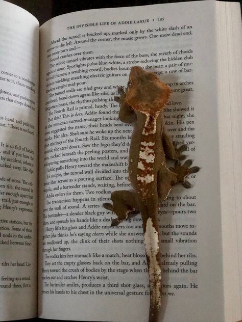 Pet Lizard Aesthetic, Crested Gecko Aesthetic, Crested Gecko Cute, Crusted Geckos, Gecko Aesthetic, Lizard Aesthetic, Crested Gecko Terrarium, Crested Gecko Habitat, Crested Gecko Morphs