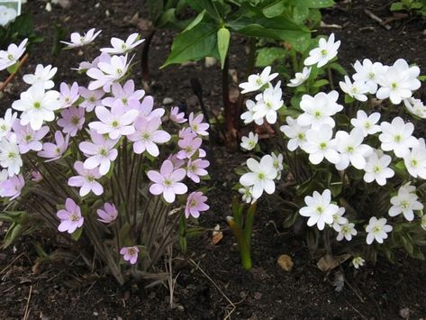 Canadian Flowers, Northern Ontario, Garden Inspo, Spring Plants, Flower Gardens, Satin Flowers, Nature Garden, Spring Garden, Early Spring