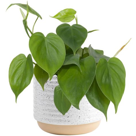 Philodendron Propagation, Heartleaf Philodendron, Philodendron Hederaceum, Heart Leaf Philodendron, Climbing Trellis, Houseplants Low Light, Low Light Indoor Plants, Live Indoor Plants, Heart Leaf