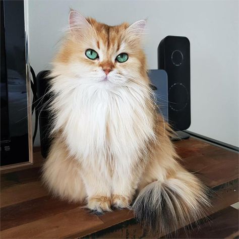 Cat Eyes, Cute Cats And Kittens, Sweet Animals, Beautiful Cat, Pretty Cats, Good Health, Maine Coon, Beautiful Cats, 귀여운 동물