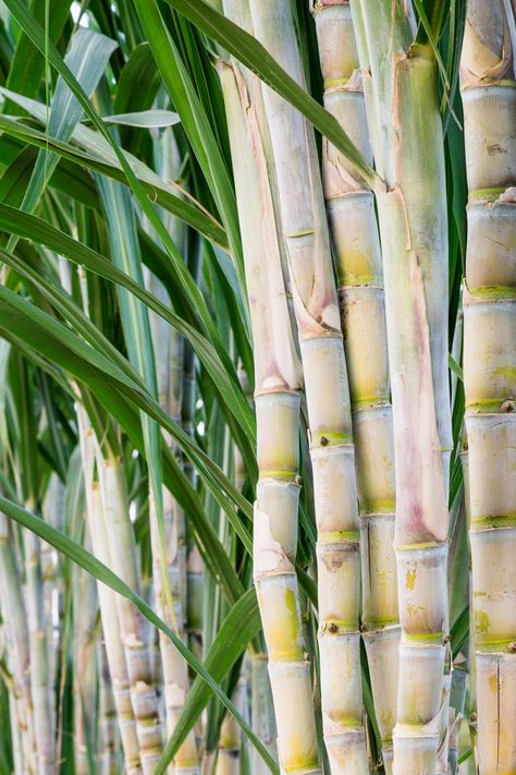 Sugar cane in the garden for consumption... | Premium Photo #Freepik #photo #pattern Sugar Cane Plant, Como Plantar Pitaya, Agriculture Photography, Agriculture Photos, Food Forest, Flavored Water, Exotic Fruit, Sugar Cane, Best Fruits