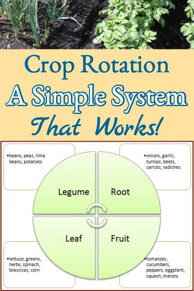 Vegetable Rotation Plan, Plantarea Legumelor, Garden Plot, Homestead Gardens, Organic Vegetable Garden, Survival Gardening, Crop Rotation, Home Vegetable Garden, Organic Gardening Tips