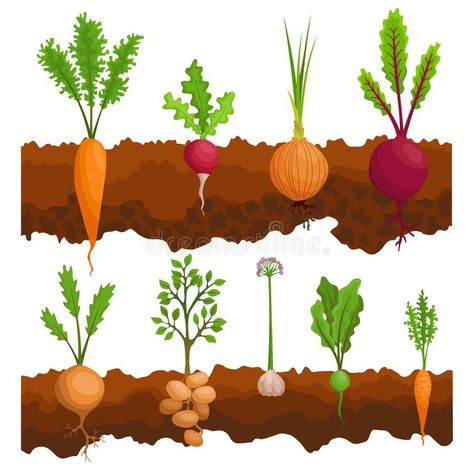 Collection if vegetables growing in the ground. Plants showing root structure below ground level. Organic and healthy. Food. Vegetable garden banner. Poster stock illustration Ground Plants, Vegetables Growing, Cartoon Garden, Growing Spinach, Moringa Tree, Organic Fruits, Garden Banner, Vegetable Illustration, Root Structure