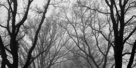 #black #white #grey #trees #branches #twitter #tumblr #header Black And White Tumblr Header, Goth Tumblr Header, Black And Grey Header, Grey Cover Photo, White Cover Photo Facebook, Black Cover Photo Facebook, Gray Cover Photo, Grey Header Twitter, Gray Twitter Header