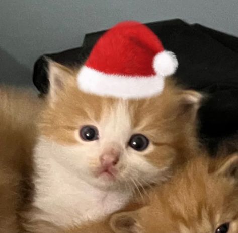 #kittens #cute #aesthetic #heartcore #heart #kdrama #aesthetic #loveyourcat #dogs #pink #emotional #cutecats #cutekittens #fyp #foryoupage Christmas Cats Matching Pfp, Cat Safe Christmas Tree, Cats In Christmas Trees, Cute Christmas Matching Pfp, Christmas Cat Pfp, Christmas Profile Pictures, Images Of Cats, Cat Profile, Cute Headers For Twitter