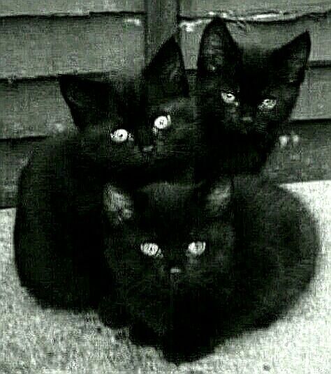 Three black kittens.  Too cute Cats Heart, Cute Black Kitten, Black Kittens, Black Kitties, Black Cat Aesthetic, Owning A Cat, Black Kitten, Cute Black Cats, Love Black