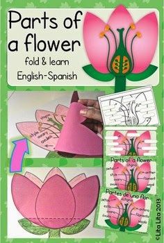 Flower Parts Project, Plant Lap Book, Plant Experiments, Flower Parts, Plants Unit, 4th Grade Science, Love Learning, Parts Of A Flower, Plant Science