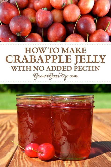 Homemade Crabapple Jelly with No Added Pectin: Transform the tart flavor of crabapples into a delicious homemade crabapple jelly. Crabapples have enough natural pectin so no additional pectin is needed for this crabapple jelly recipe. #jelly #canning #cra Crabapple Jelly Recipe, Clover Jelly, Crabapple Jelly, Crab Apple Recipes, Crab Apple Jelly, Crimson Clover, Cranberry Jelly, Apple Jelly, Canning Food