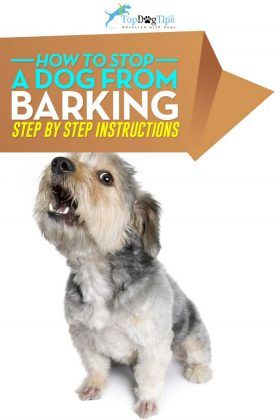 How To Stop A Dog From Barking Video How To Stop My Dog From Barking, Train Dog Not To Bark, Stop Barking Dogs Tips, Stop Puppy Barking, Small Dog Training, Stop Dog Barking, Dog Minding, Easiest Dogs To Train, Pack Leader