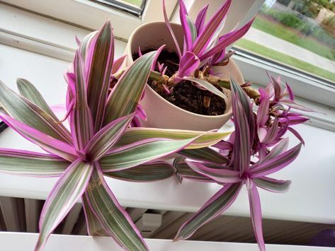 Ribbon Plant, Purple Spider, Pink Spider, Purple Leaves, Orange Plant, Plant Varieties, Spider Plant, Plant Problems, Organic Soil