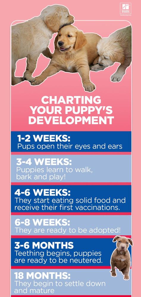 How Puppies Grow up to Be Dogs Puppy Development, Service Dog Training, Dogs Training, Service Dogs, Pet Parent, Dog Care, Dog Training, A Dog, Growing Up