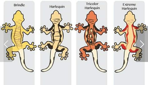 Crested Gecko Morph Chart, Crested Gecko Habitat, Crested Gecko Morphs, Gecko Cage, Gecko Morphs, Gecko Habitat, Crested Geckos, Pet Lizards, Leopard Geckos