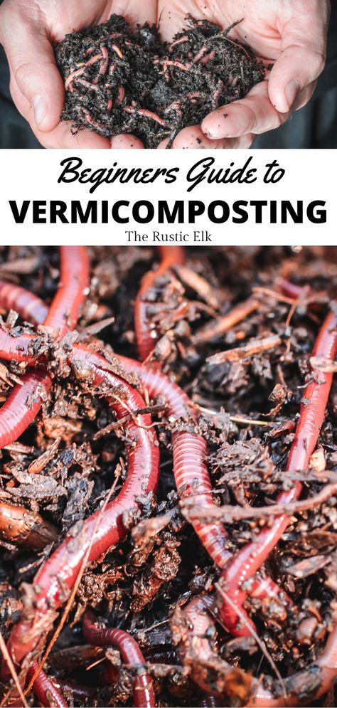 The ultimate guide to vermicomposting for beginners. Learn how to create a bin and tips to keep your worm farm indoors. Vermicomposting Worm Farm, Red Worm Composting, Worm Farm Diy, Worm Beds, Natural Plant Fertilizer, Worm Composting Bin, Meal Worms, Diy Compost, Red Worms