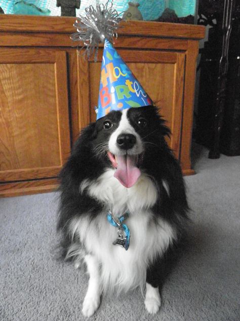 Happy birthday to you, happy birthday to youuu ♪ ♪ ♬ Border Collie Cake, Border Collie Funny, Border Collie Humor, Waiting Patiently, Border Collie Puppies, Collie Puppies, Very Cute Dogs, Silly Dogs, Border Collies