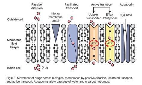 Movement of drugs across biological membranes by passive diffusion, facilitated transport and active transport. Aquaporins allow passage of water and urea but not drugs. #Pharmacology #Nursing #Medicine Passive Transport, Active Transport, Pharmacology Nursing, Academic Validation, Biology Notes, Pharmacology, Biology, Nursing, Medicine