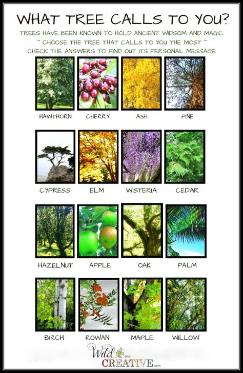 What tree calls to you? - Wild & Creative Celtic Tree Astrology, Tree Meanings, Sacred Tree, Celtic Tree, Celtic Symbols, Sacred Space, Beautiful Tree, Book Of Shadows, Mother Nature