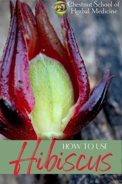 Rosella Recipes, Caribbean Fruits, Roselle Hibiscus, Gardening Knowledge, Fire Cider Recipe, Fire Cider, Cider Making, Cider Recipe, Herbs Indoors