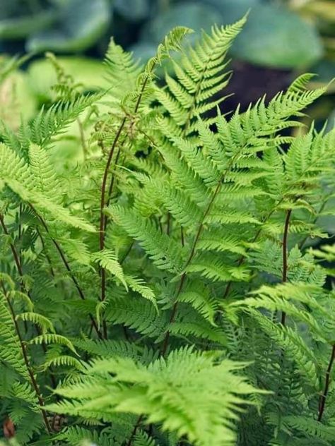 Amazon.com : 10 Fern Plants Live, Lady Fern Live Plant Indoors, 10 Bare Roots, Live Fern Plants Outdoors, 5 to 8 Inc Tall, Easy to Plant Indoor Outdoor : Patio, Lawn & Garden Hosta Sum And Substance, Fern Color, Grass Aesthetic, Lysimachia Nummularia, Garden Woodland, Fern Plants, Lady Fern, Vase Plant, Plant Indoor