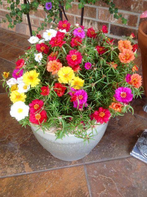 Rosie Moss Pretty Flower Names, Portulaca Flowers, Flower Garden Pictures, نباتات منزلية, Very Beautiful Flowers, Small Vegetable Gardens, Potted Flowers, Moss Rose, Rose Seeds