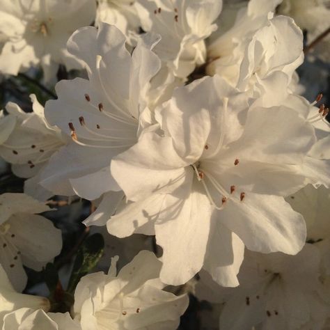 White Azalea, Oil Perfume, Nothing But Flowers, Online Quiz, Flower Therapy, Increase Sales, Sweet Floral, Floral Fragrance, Organic Oil